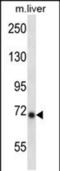 Inhibitor Of Nuclear Factor Kappa B Kinase Subunit Epsilon antibody, PA5-48682, Invitrogen Antibodies, Western Blot image 