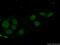 MRG Domain Binding Protein antibody, 26040-1-AP, Proteintech Group, Immunofluorescence image 