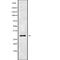 Glycoprotein M6B antibody, abx216639, Abbexa, Western Blot image 