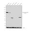 Glutamate Ionotropic Receptor AMPA Type Subunit 2 antibody, PA5-38134, Invitrogen Antibodies, Western Blot image 