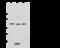 Signal Transducer And Activator Of Transcription 5A antibody, 107353-T32, Sino Biological, Western Blot image 