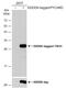 PYD And CARD Domain Containing antibody, GTX133561, GeneTex, Western Blot image 