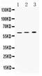 ATPase H+/K+ Transporting Subunit Beta antibody, PA5-78839, Invitrogen Antibodies, Western Blot image 