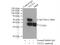 Thioredoxin Like 1 antibody, 15289-1-AP, Proteintech Group, Immunoprecipitation image 