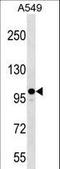 Zinc Finger CCCH-Type Containing 7A antibody, LS-C157398, Lifespan Biosciences, Western Blot image 