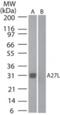 Vaccinia Virus A27L protein antibody, NB100-56486, Novus Biologicals, Western Blot image 