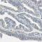 WD Repeat Domain, Phosphoinositide Interacting 1 antibody, PA5-52443, Invitrogen Antibodies, Immunohistochemistry frozen image 