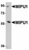 Zinc Finger Protein 667 antibody, orb75218, Biorbyt, Western Blot image 