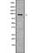 Solute Carrier Family 9 Member A1 antibody, abx218647, Abbexa, Western Blot image 