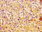 Carbonic Anhydrase 4 antibody, LS-C669843, Lifespan Biosciences, Immunohistochemistry paraffin image 