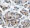 Inhibitor Of Growth Family Member 1 antibody, MAB57581, R&D Systems, Immunohistochemistry paraffin image 