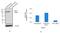 Nibrin antibody, 711701, Invitrogen Antibodies, Western Blot image 