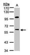 Protein Phosphatase 1 Regulatory Subunit 16A antibody, orb69743, Biorbyt, Western Blot image 