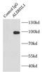 10-formyltetrahydrofolate dehydrogenase antibody, FNab00289, FineTest, Immunoprecipitation image 