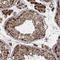 Tu Translation Elongation Factor, Mitochondrial antibody, AMAb90964, Atlas Antibodies, Immunohistochemistry frozen image 