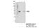 CAMP Responsive Element Binding Protein 1 antibody, 9197T, Cell Signaling Technology, Immunoprecipitation image 