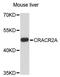 Calcium Release Activated Channel Regulator 2A antibody, A13838, ABclonal Technology, Western Blot image 