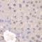 Fibroblast Growth Factor Receptor 1 antibody, orb135512, Biorbyt, Immunohistochemistry paraffin image 