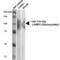 Lysosomal Associated Membrane Protein 2 antibody, 56272, QED Bioscience, Western Blot image 