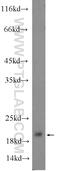 Gastrokine 2 antibody, 24651-1-AP, Proteintech Group, Western Blot image 