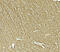 Teneurin Transmembrane Protein 1 antibody, 8149, ProSci, Immunohistochemistry frozen image 