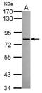 Calpain 2 antibody, NBP2-15676, Novus Biologicals, Western Blot image 