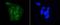 DGCR8 Microprocessor Complex Subunit antibody, NBP2-67506, Novus Biologicals, Immunofluorescence image 