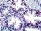 Artemin antibody, LS-B5083, Lifespan Biosciences, Immunohistochemistry paraffin image 