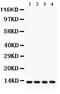 Cytochrome C, Somatic antibody, PA1118, Boster Biological Technology, Western Blot image 