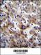 ADP/ATP translocase 3 antibody, 56-268, ProSci, Immunohistochemistry frozen image 