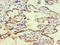 CD59 Molecule (CD59 Blood Group) antibody, CSB-MA0049471A0m, Cusabio, Immunocytochemistry image 