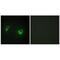 Mitogen-Activated Protein Kinase Kinase Kinase Kinase 4 antibody, PA5-49780, Invitrogen Antibodies, Immunofluorescence image 