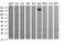 CD163 antibody, NBP2-46115, Novus Biologicals, Western Blot image 