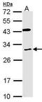 Cytochrome B Reductase 1 antibody, PA5-28125, Invitrogen Antibodies, Western Blot image 