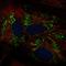 Aldehyde Dehydrogenase 1 Family Member L2 antibody, HPA059282, Atlas Antibodies, Immunofluorescence image 