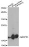 NADH:Ubiquinone Oxidoreductase Subunit B5 antibody, STJ110625, St John