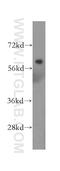 Beta-secretase 2 antibody, 16321-1-AP, Proteintech Group, Western Blot image 