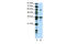 CAMP Responsive Element Binding Protein 3 Like 1 antibody, 29-128, ProSci, Enzyme Linked Immunosorbent Assay image 