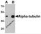 Tubulin Alpha 1a antibody, 7599, ProSci, Western Blot image 