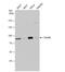 Threonyl-tRNA synthetase, cytoplasmic antibody, NBP2-20567, Novus Biologicals, Western Blot image 