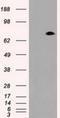 Prominin-2 antibody, NBP1-47938, Novus Biologicals, Western Blot image 