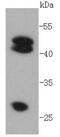 Cathepsin D antibody, NBP2-67477, Novus Biologicals, Western Blot image 