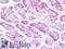 CDGSH Iron Sulfur Domain 2 antibody, LS-B10097, Lifespan Biosciences, Immunohistochemistry paraffin image 