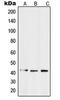 Sphingosine-1-Phosphate Receptor 3 antibody, LS-C352146, Lifespan Biosciences, Western Blot image 