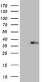 Gal-9 antibody, TA805615, Origene, Western Blot image 