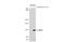 Nuclear Factor, Erythroid 2 Like 2 antibody, GTX103322, GeneTex, Western Blot image 