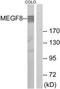 Multiple EGF Like Domains 8 antibody, TA313793, Origene, Western Blot image 