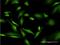 Purine Rich Element Binding Protein A antibody, H00005813-M07, Novus Biologicals, Immunofluorescence image 