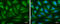 Oxysterol Binding Protein Like 6 antibody, GTX107723, GeneTex, Immunocytochemistry image 