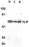 CASP8 And FADD Like Apoptosis Regulator antibody, GTX26144, GeneTex, Western Blot image 